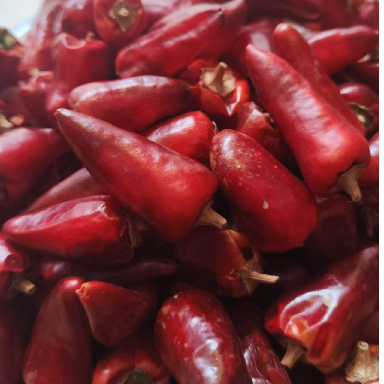  遵义“子弹头”（中辣）