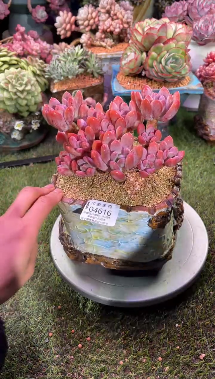 【闪购商品】04616