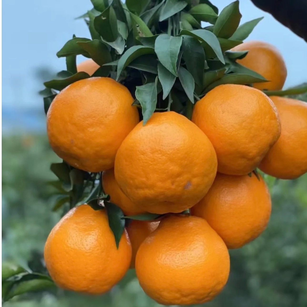 【带杯发货】耙耙柑果苗