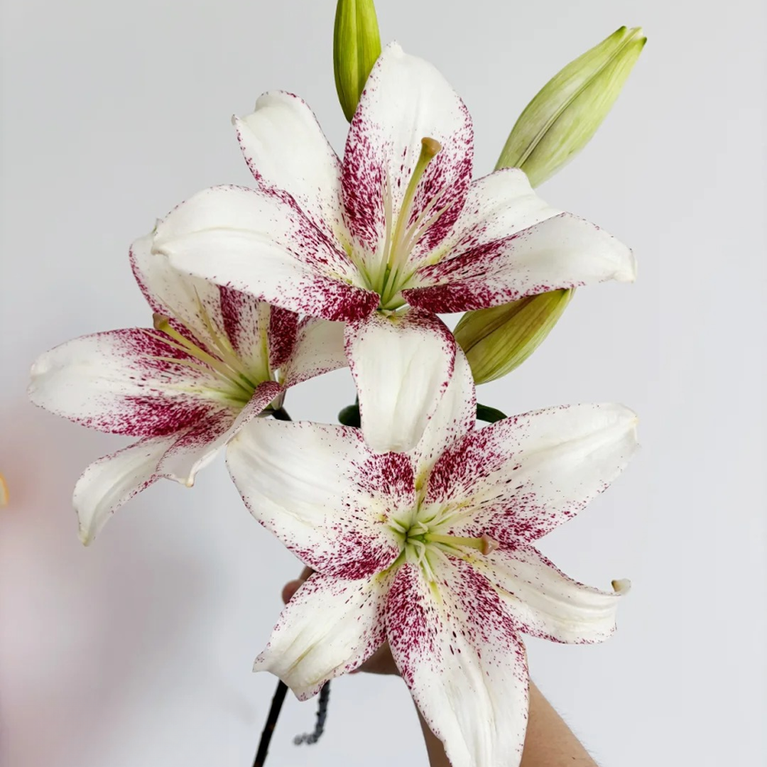 【赞美诗】亚百合 一单包邮 云南鲜花昆明基地现采现发