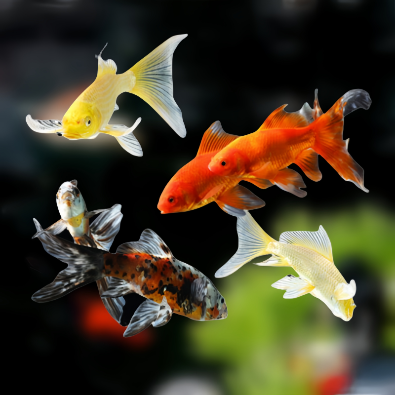 【渔场福利】08cm-10cm 9条 观赏鱼 淡水冷水 五颜六色组合