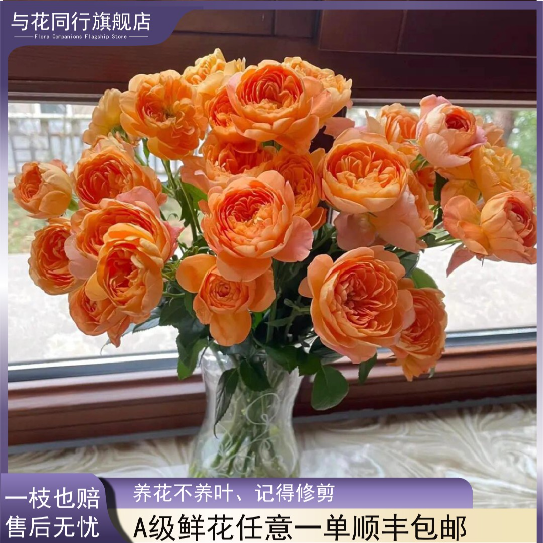 【与花同行】多头玫瑰云南鲜花基地直发水培花卉水养鲜切花节日送人