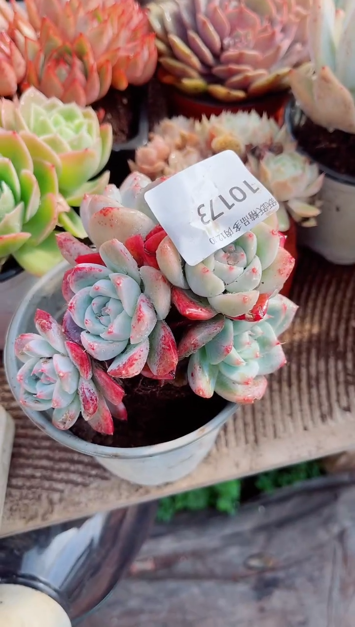 茉*跃跃精品多肉10173