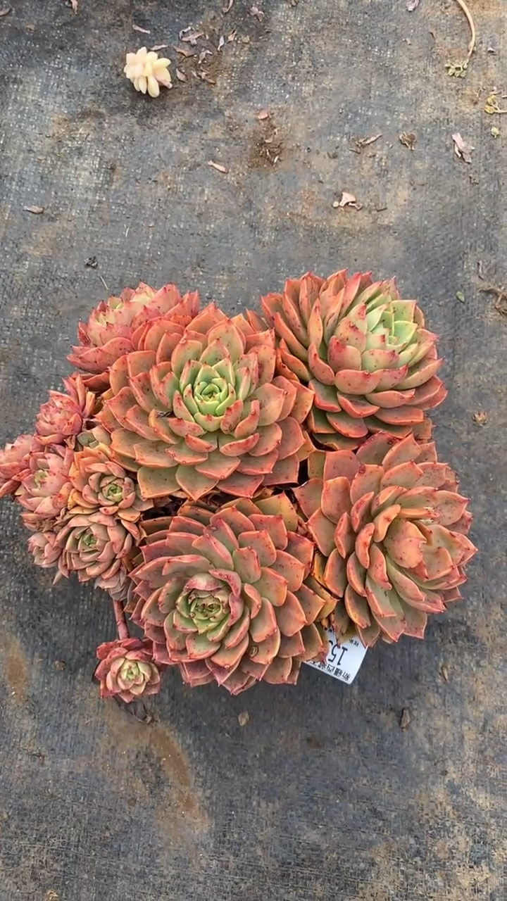 【闪购商品】1551贝拉