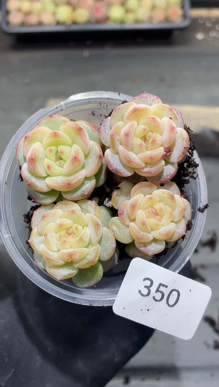 350玉液       量拍