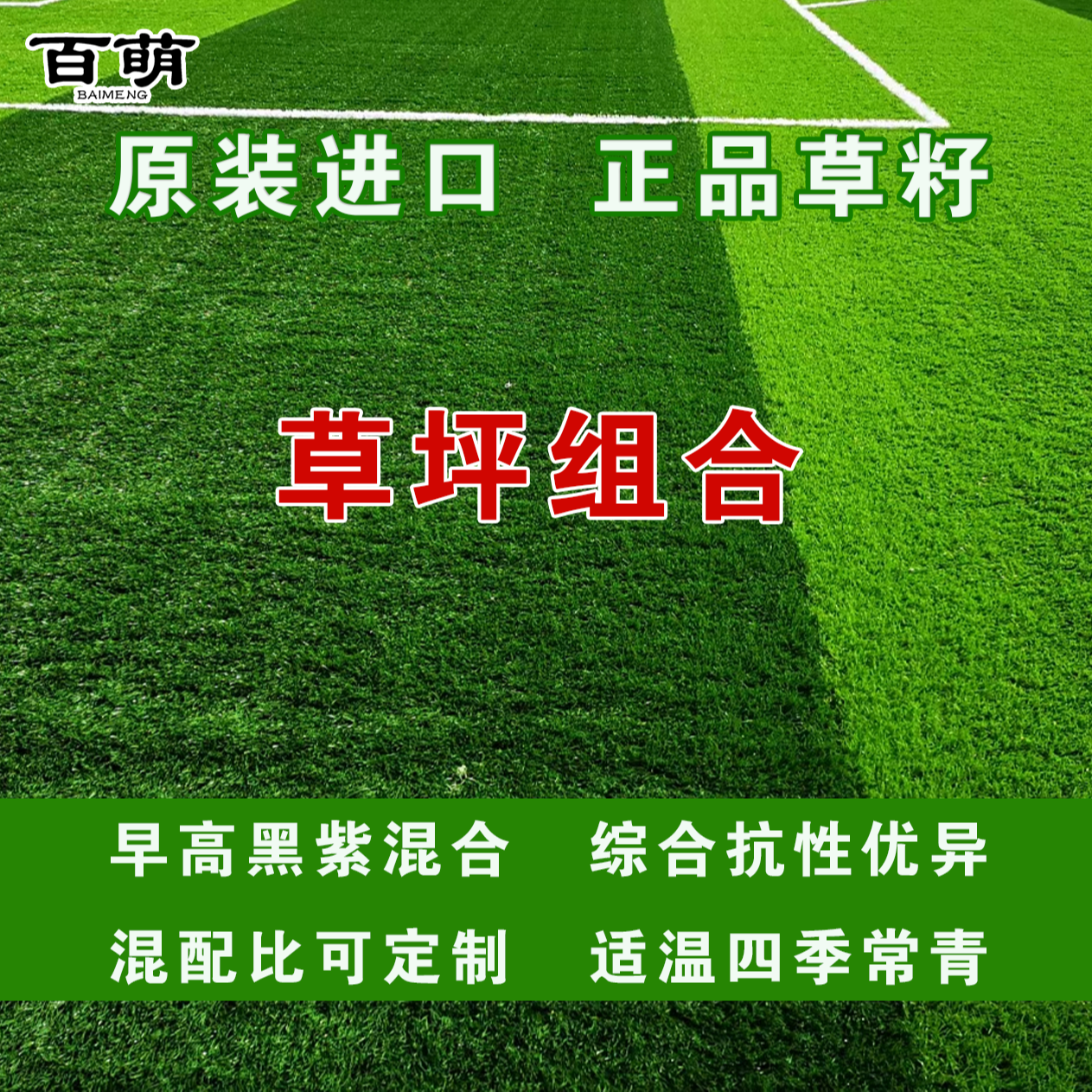 百萌矮生四季青绿园五号草坪组合耐践踏草坪种子耐践踏庭院草籽