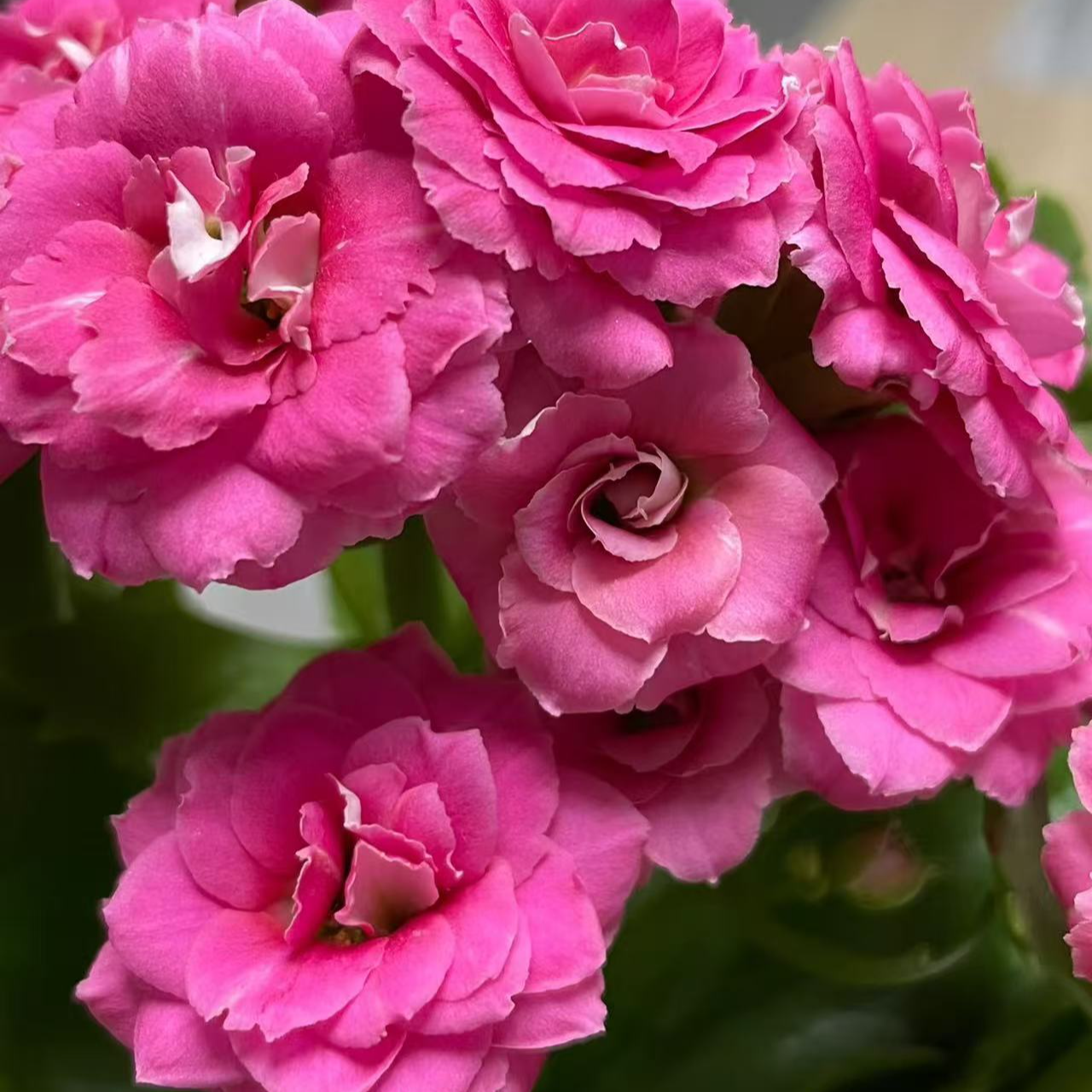 《康斯特》重瓣长寿花小苗 原盆原土花苞发货 年宵花