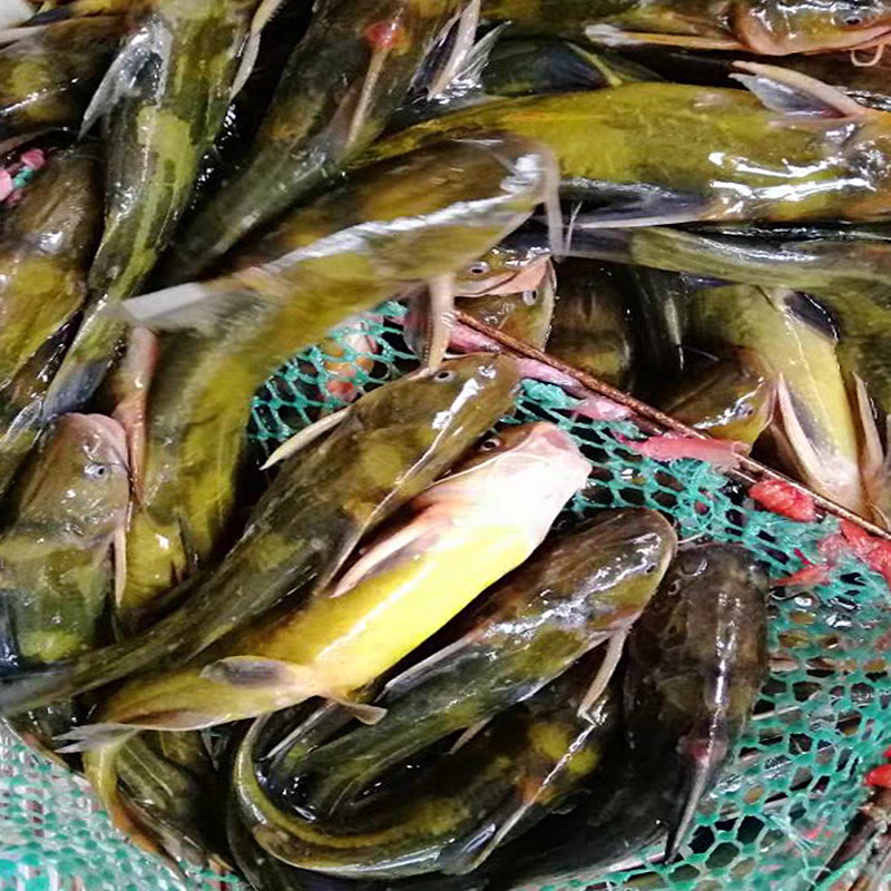 【周支书专属】顺丰包邮黄骨鱼现货现杀昂刺鱼黄辣丁