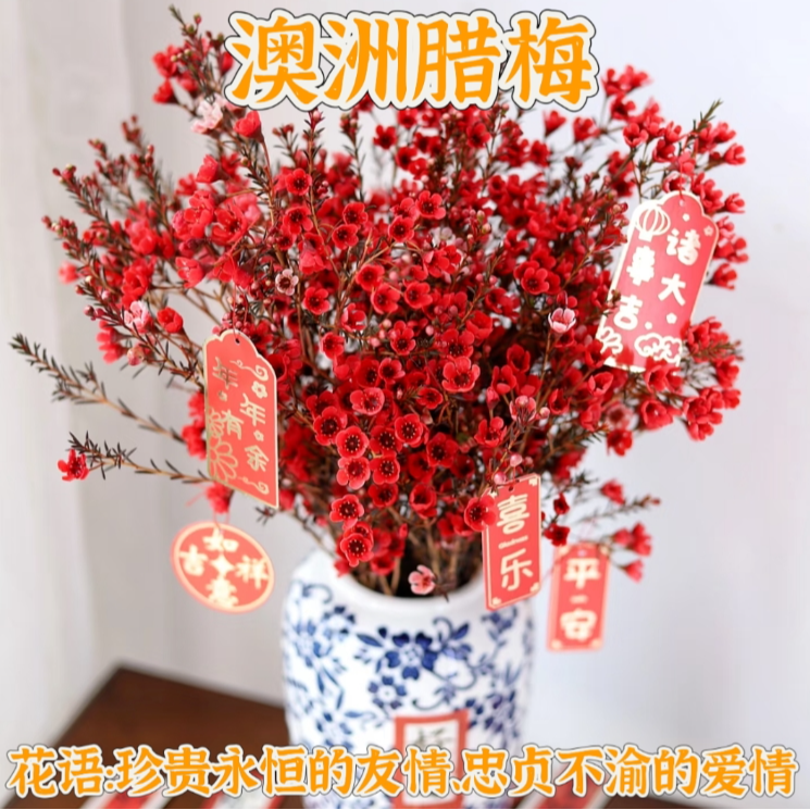 【次日达】澳洲腊梅鲜切花生活鲜花一把200g·全场两单顺丰包邮次日达