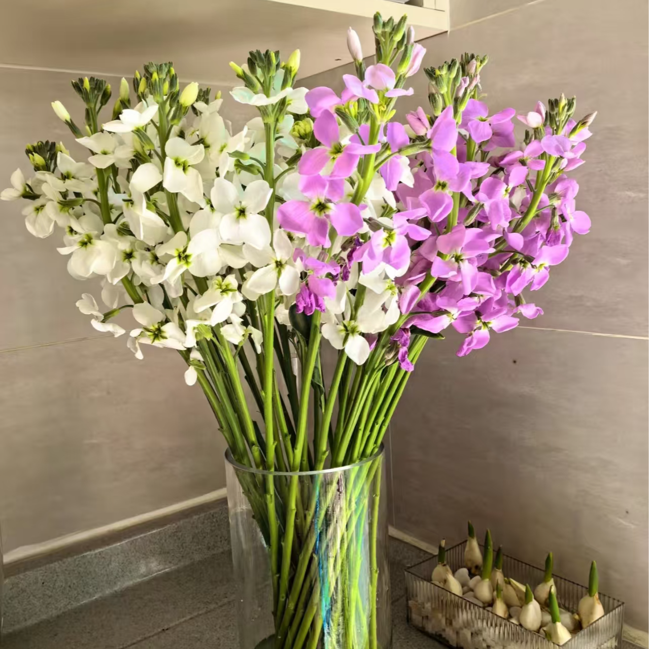 鲜花 2把不选色单瓣紫罗兰 观赏养护花材xh