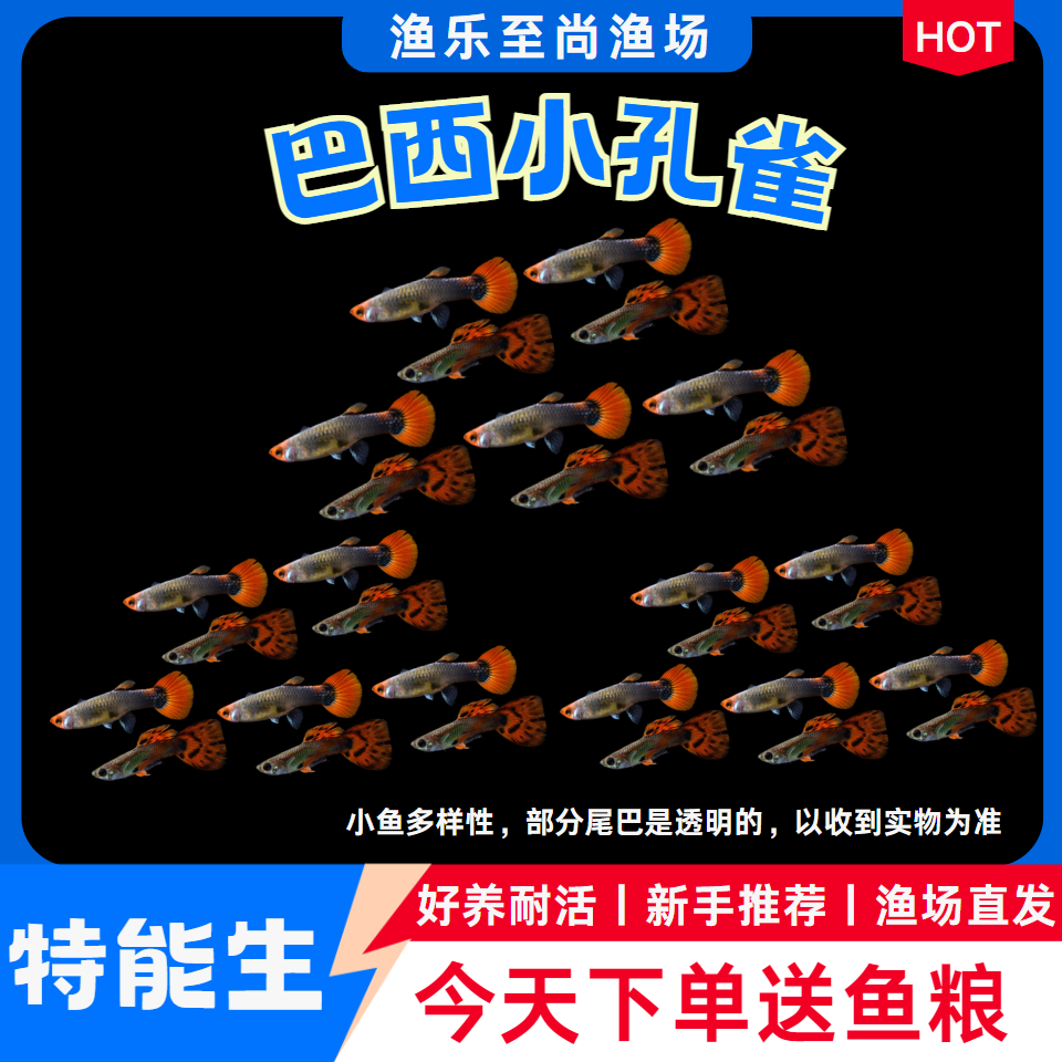 孔雀鱼纯种观赏鱼小型淡水好养热带鱼活体斑马金鱼小鱼鱼苗冷水鱼