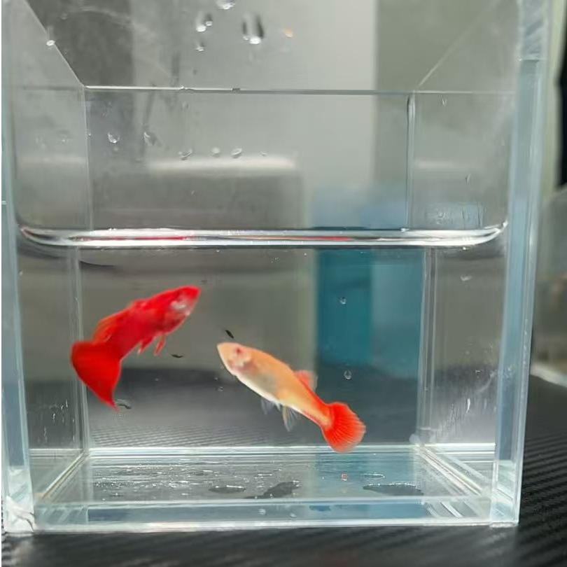 血红纯种孔雀鱼欧翼双分水，3个月左右大小公母配对可繁殖