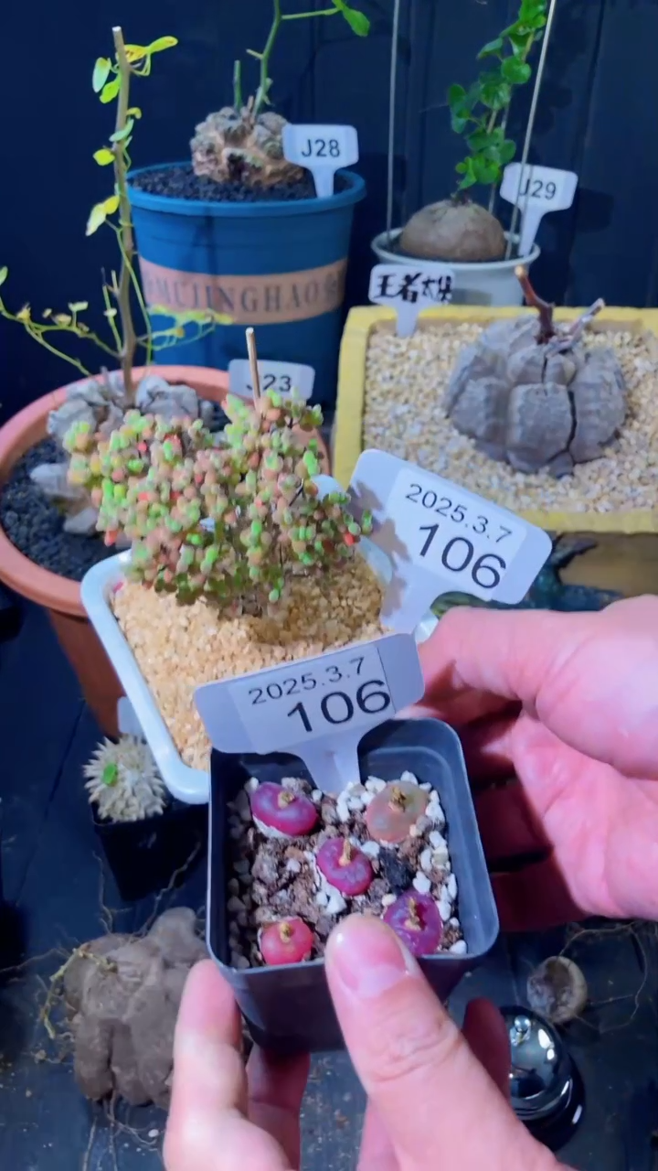 【闪购商品】番杏+毛汉尼福利3.7.106