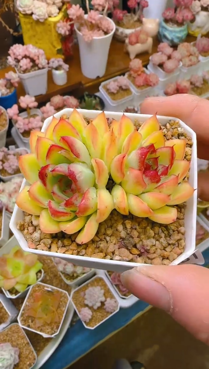 【闪购商品】福—481—仙农（海洋之歌）