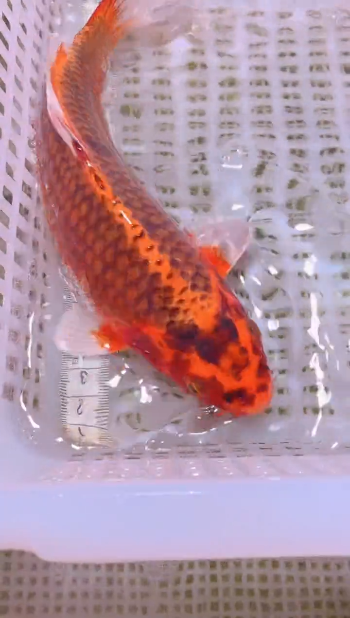 锦鲤冷水观赏鱼全场包邮236