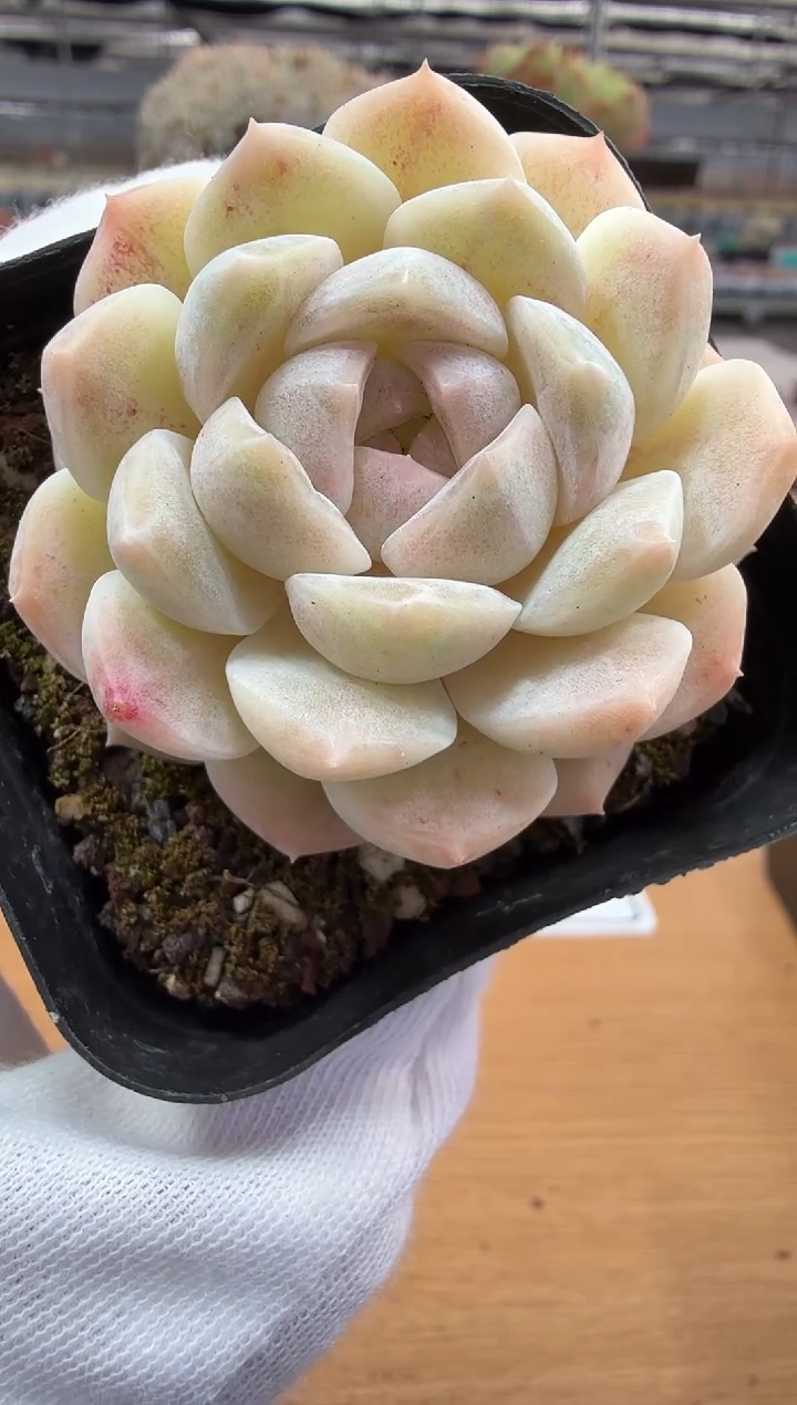 东云多肉园二店-211