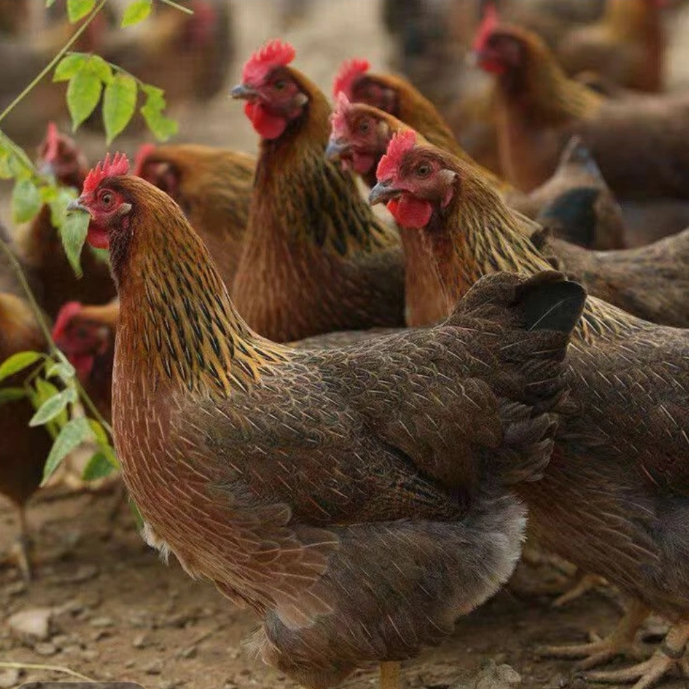 宠物鸡麻羽绿壳土鸡 长尾鸡50只【活的包邮】