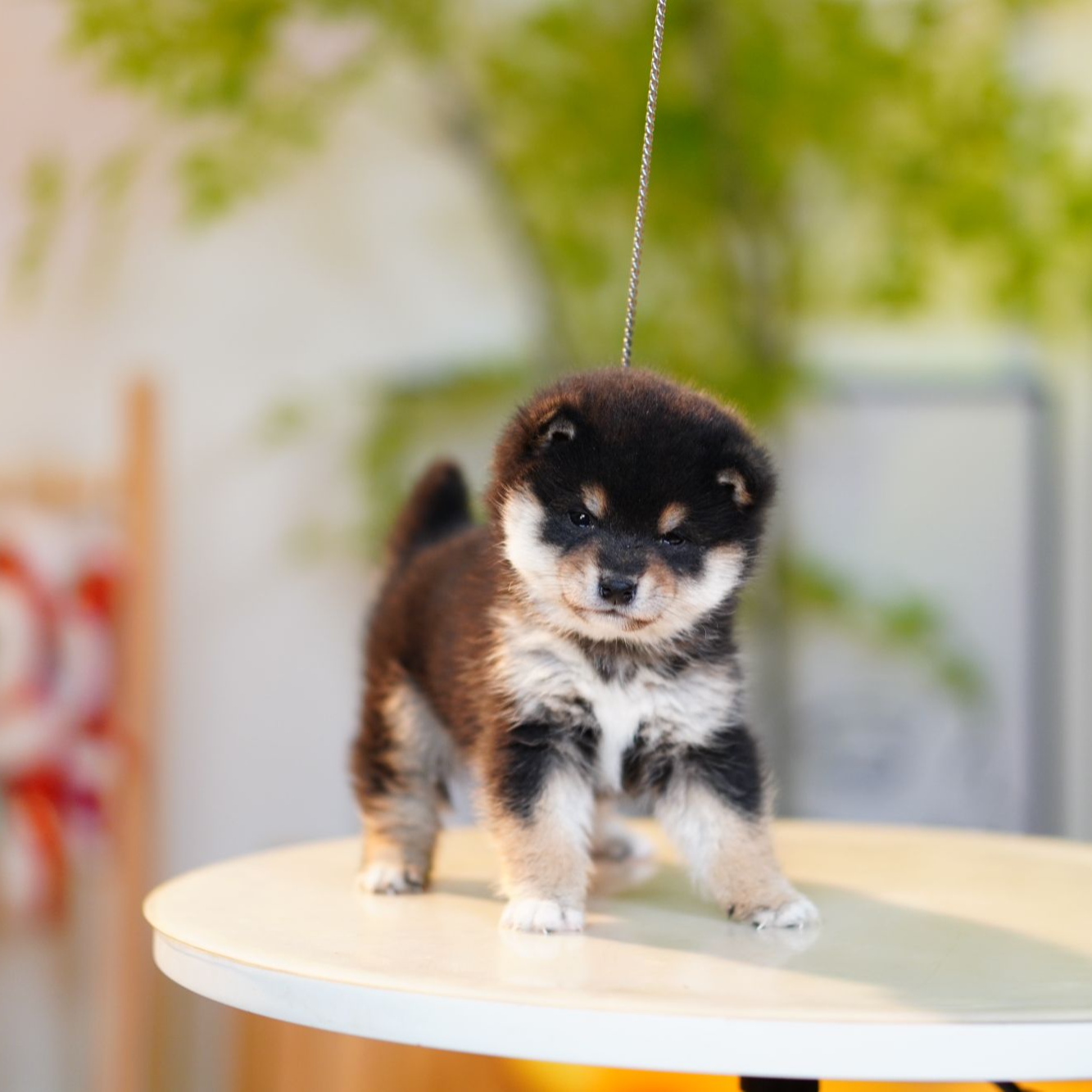 【呼噜豆柴弟弟】赤柴豆柴黑柴白柴狗狗幼犬纯种双血统宠物