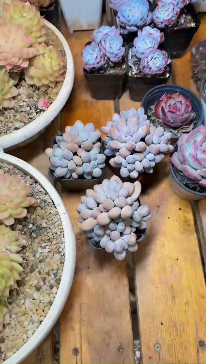 70#3头起汤圆群生（6-9cm）脱土