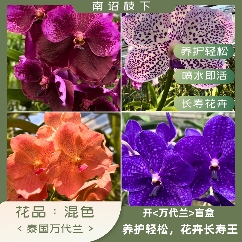 【南诏特级 】 泰国AS混色老桩万代兰大 花大艳爆花量大