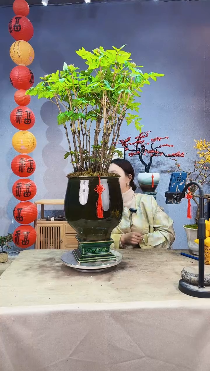 【闪购商品】盆景牡丹 025