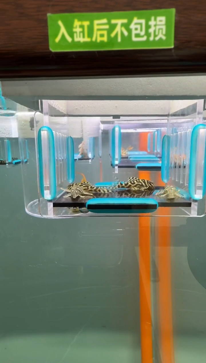 清道夫鱼14号4只333入缸不包损录制完整开箱视频3/3.5厘米