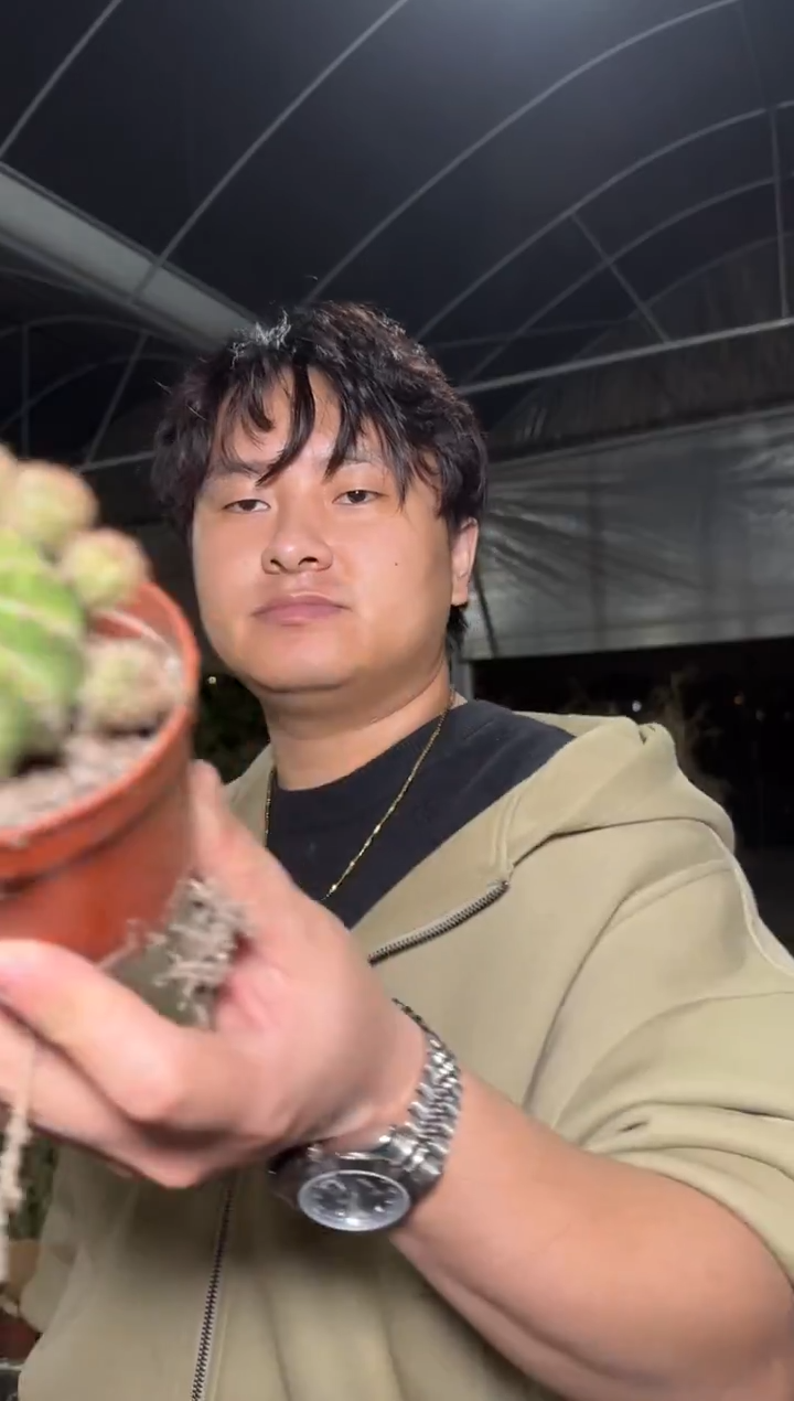 10颗 实生根 彩草 4-6cm