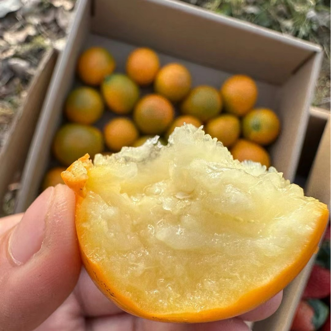 公益金桔3斤果王第三代脆蜜金柑土鸡蛋大小广西融安脆蜜金桔包邮