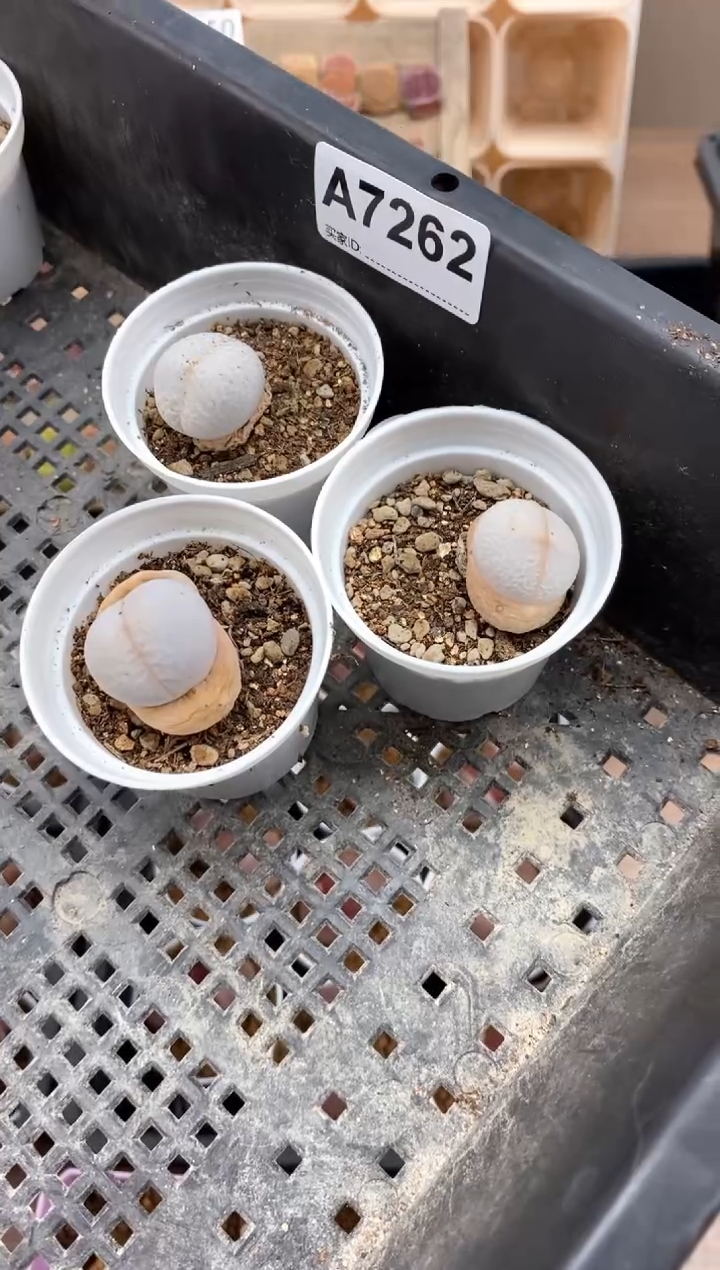 【闪购商品】7262直播间一物一拍