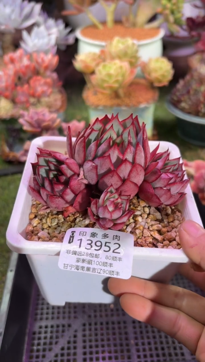 【闪购商品】13952