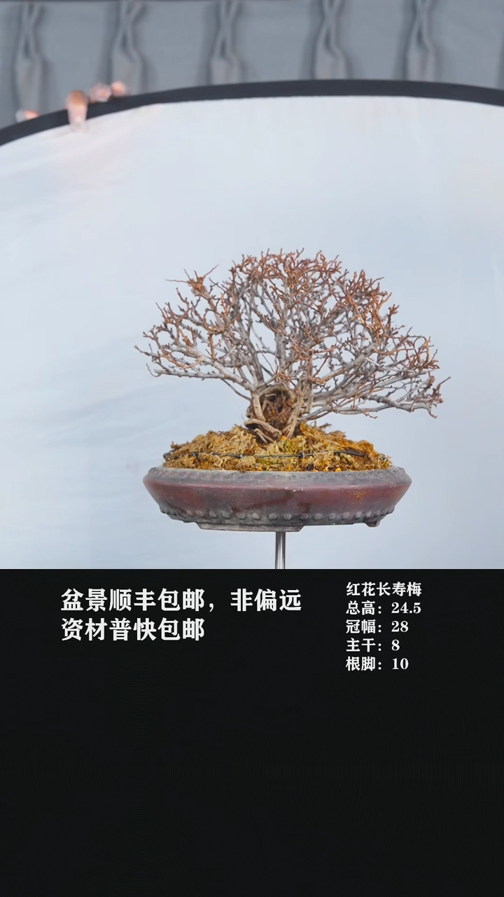 【闪购商品】--红花长寿梅Y10