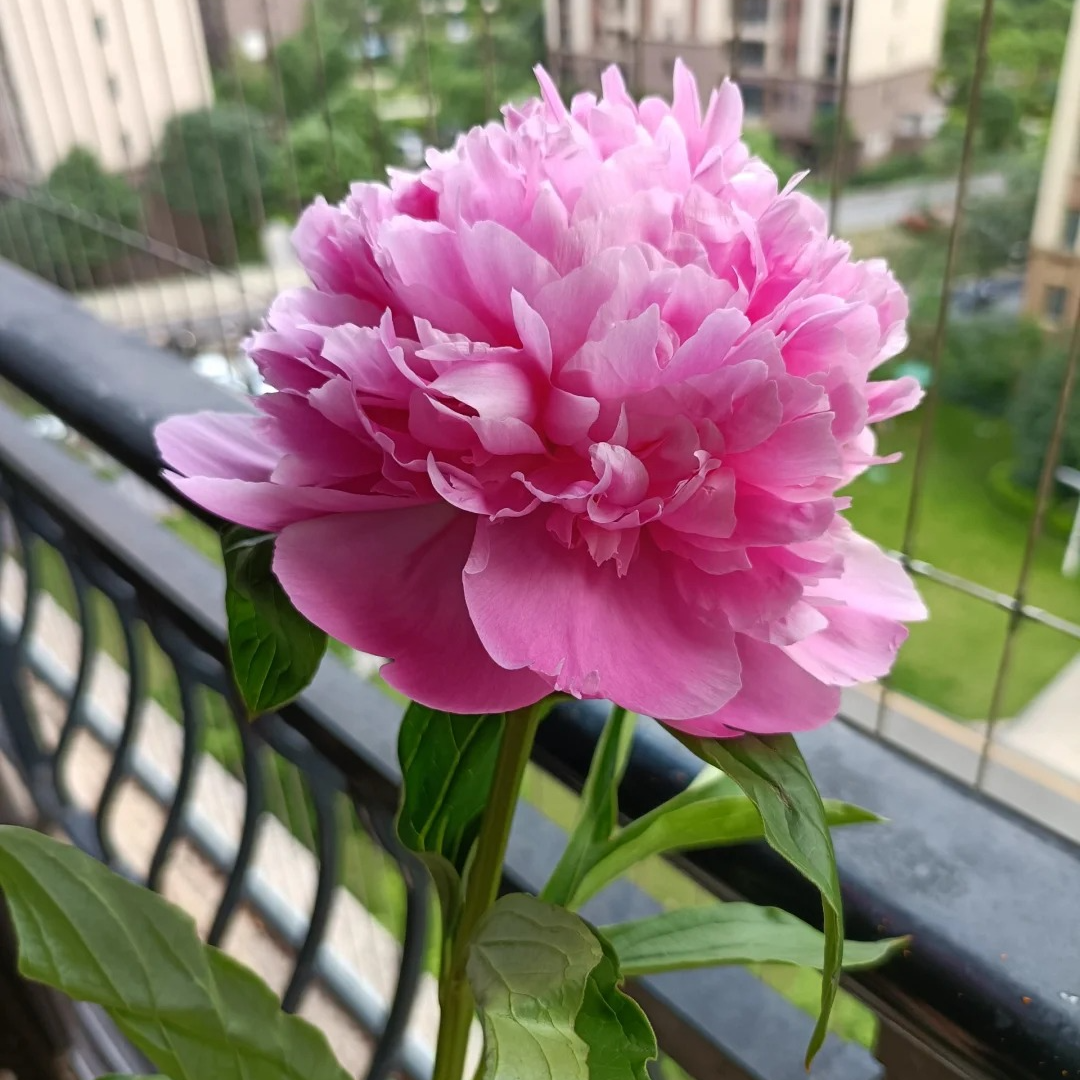 【蓝富士】进口芍药花苗 菏泽基地直发 两年苗包对版
