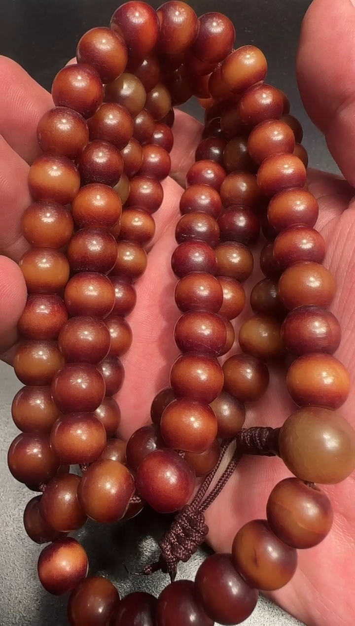 菩提根菩提根菩提根