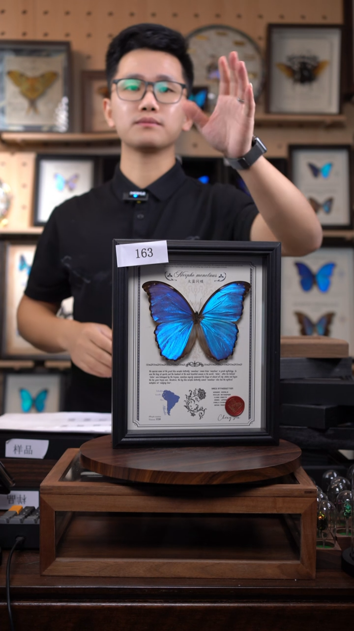 㵙*微瑕蝴蝶标本摆件一口价163
