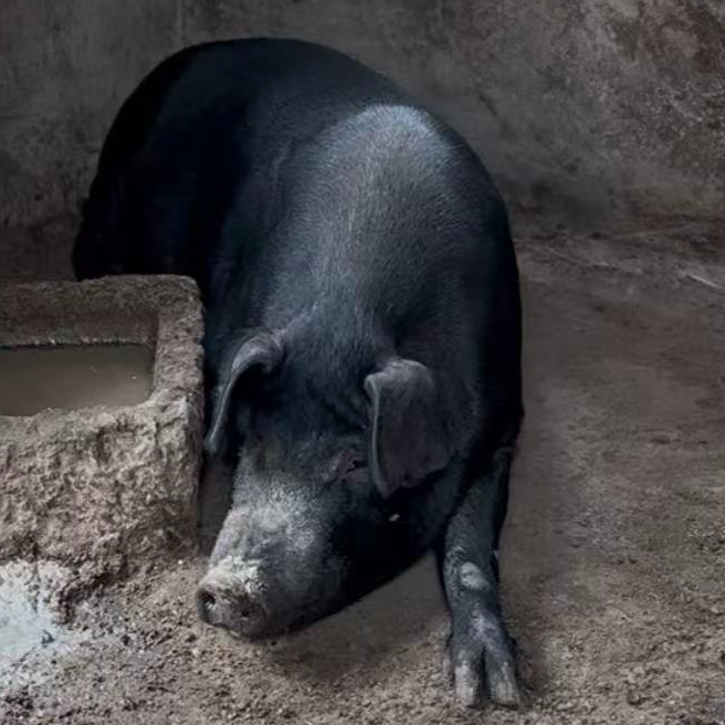 【一物一拍】 贵州黑毛土猪肉现宰现发  顺丰冷链