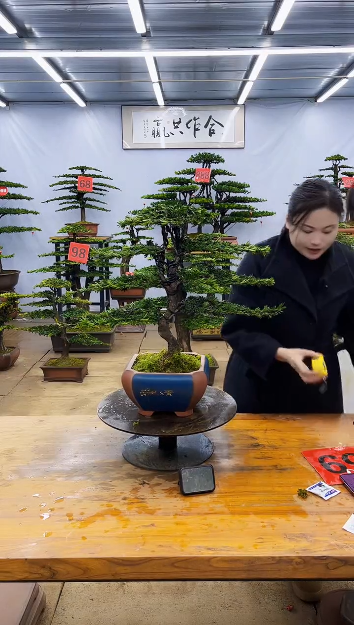 【闪购商品】高端盆景一物一拍，所见即所得