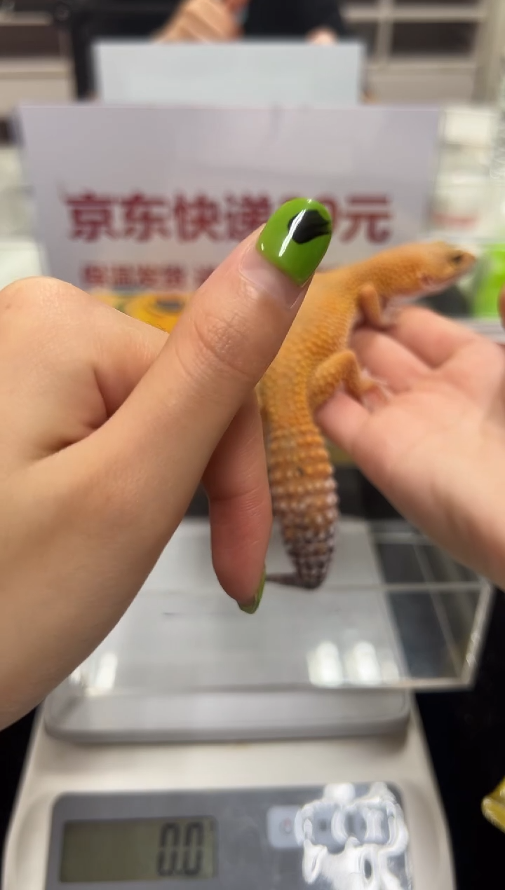 豹纹守宫031豹纹守宫