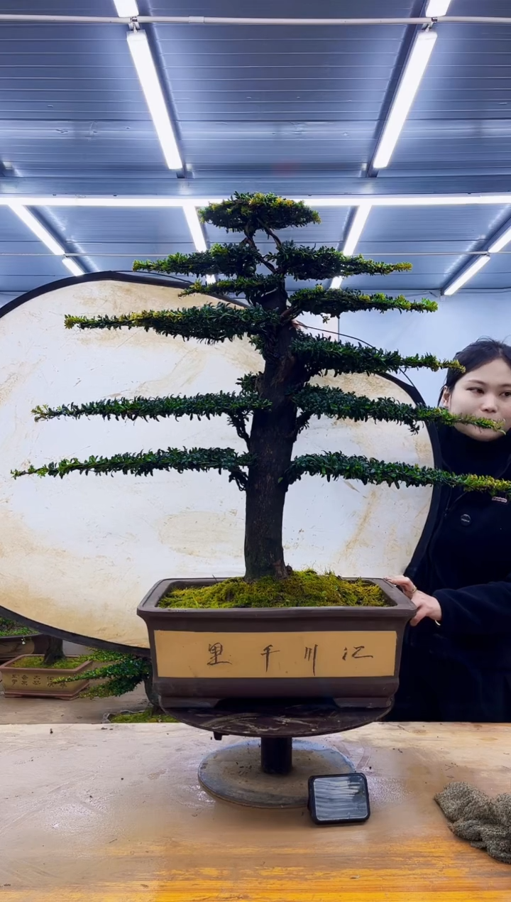 无花朵一物一拍·所见即所得