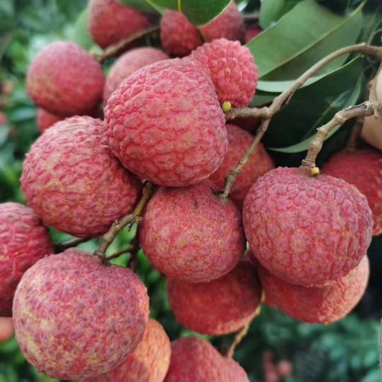 6斤乌叶荔枝冷链发货皮薄特大果新鲜水果黑叶荔枝白糖罂妃子笑A