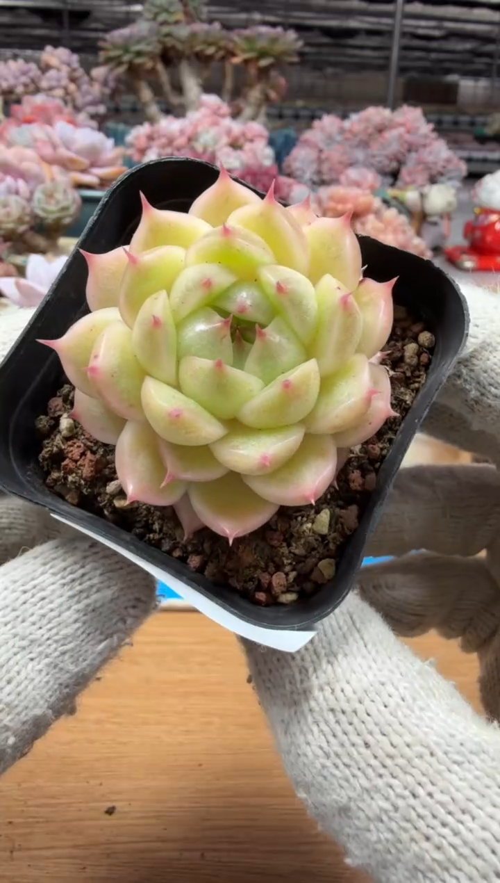 东云多肉园三店-232