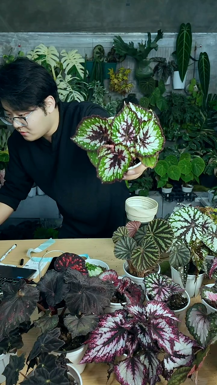 完全开放抹茶巧克力