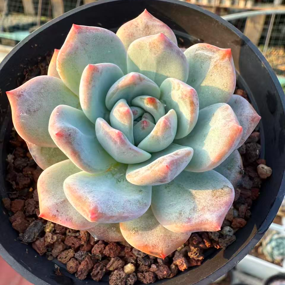 杂交多肉蓝梦满19.8包邮