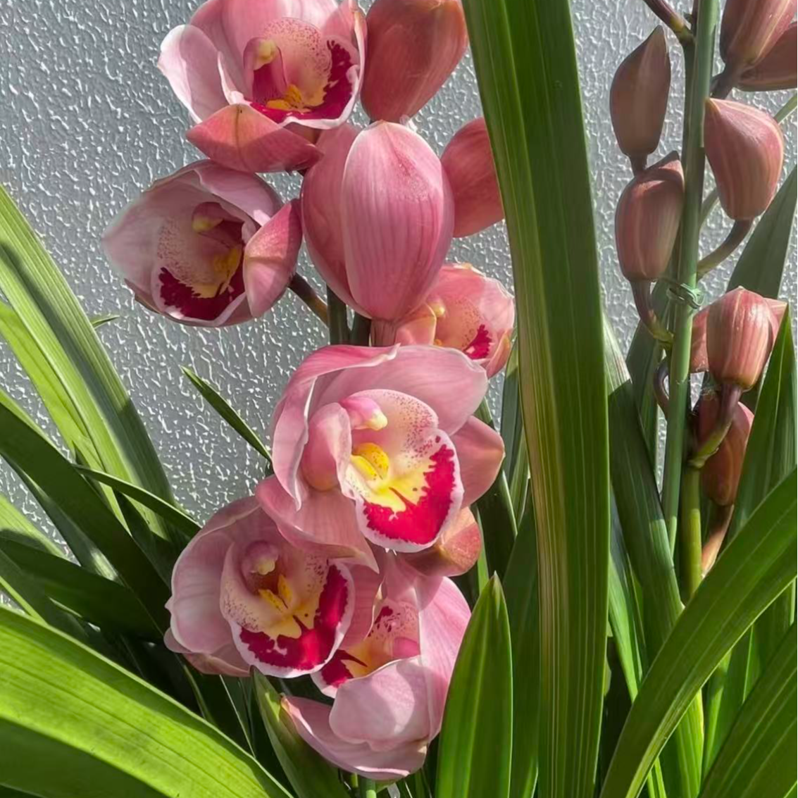 【六朝金粉】大花蕙兰4枝花剑起发桌面款栽种好带花苞发货