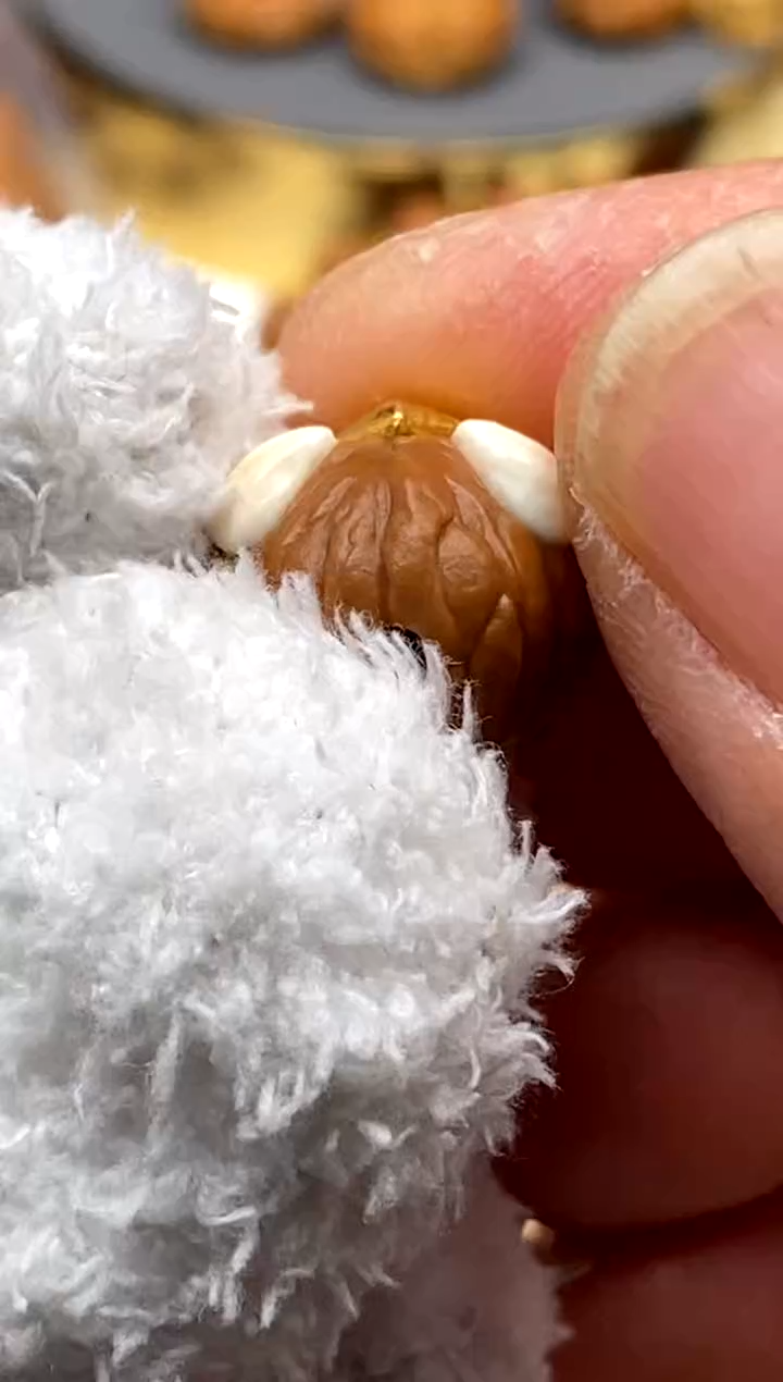 手串猴头核桃淡*雨墨臻至     独角