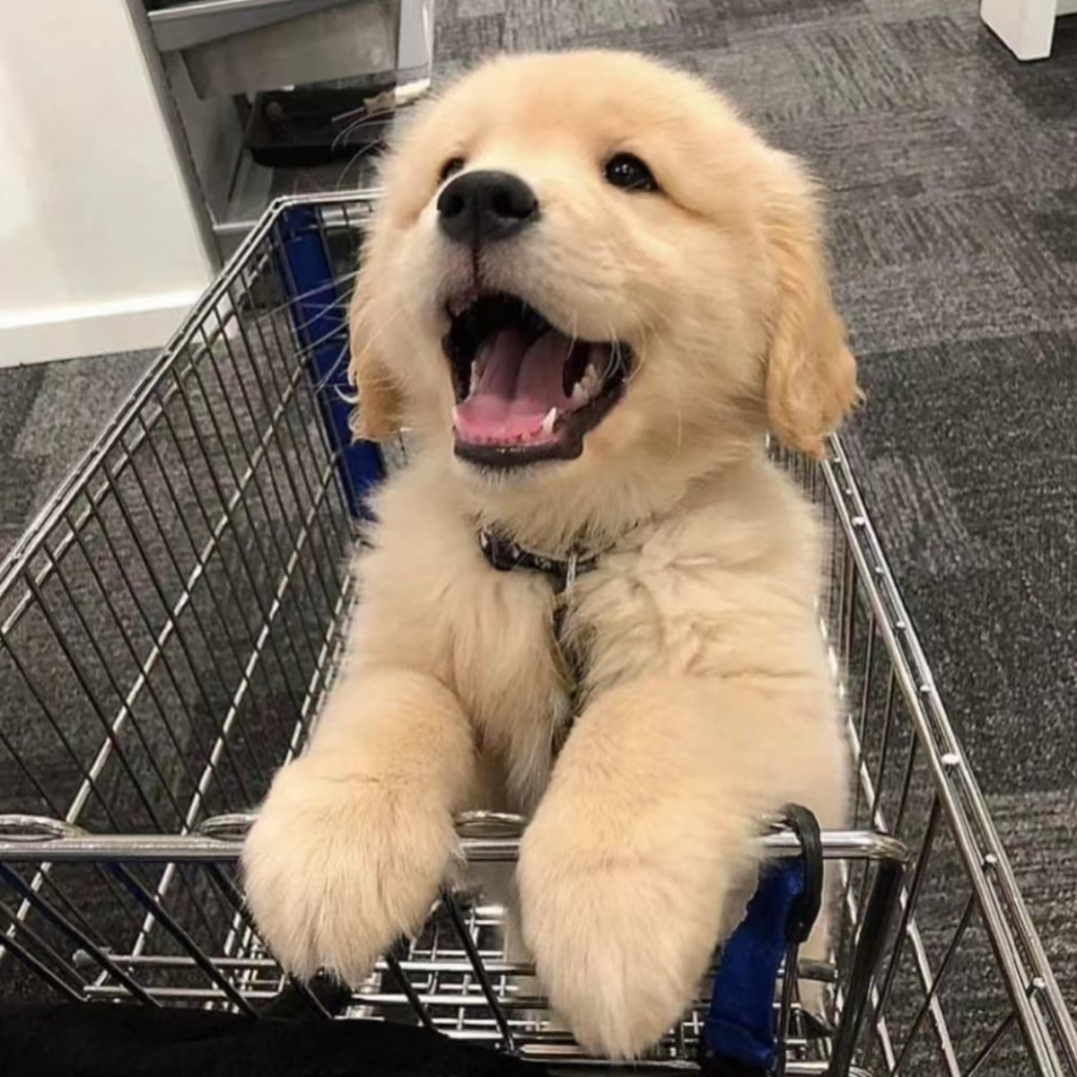 （诚子宠物）T狗狗活体