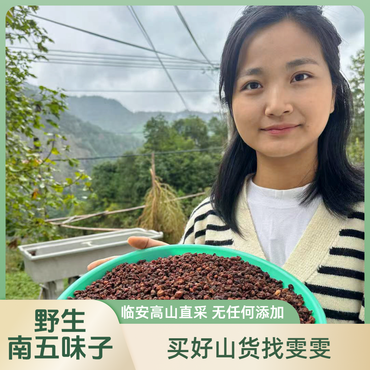 【五味子】浙江临安清凉峰高山野生南五味子秤砣子自然晒干新货无硫