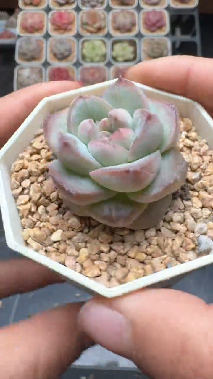 【闪购商品】785号珍妮多肉一物一拍3单包邮