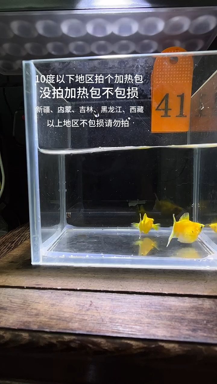 孔雀鱼黄金玛丽球41