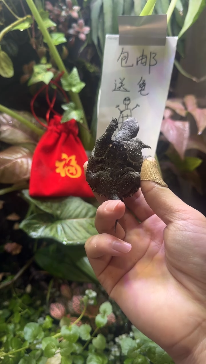 不分公母宠物龟精品宠物龟