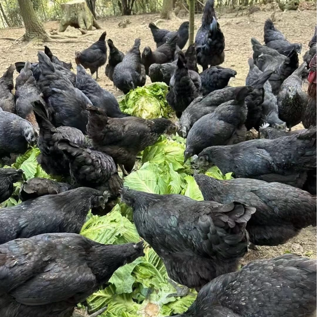 乌蒙农场 宠物鸡  活鸡高颜值包邮发货